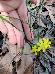 Tricoryne simplex