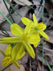 Tricoryne simplex