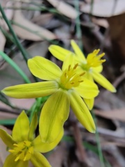 Tricoryne simplex