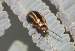 Monolepta subsuturalis