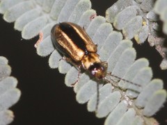 Monolepta subsuturalis