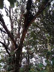 Polylepis reticulata