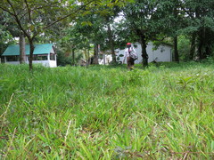 Stenotaphrum dimidiatum