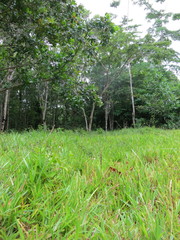 Stenotaphrum dimidiatum