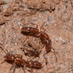 Hypoponera punctatissima