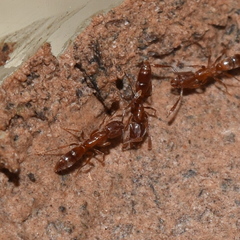 Hypoponera punctatissima