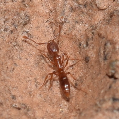 Hypoponera punctatissima