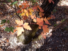 Toxicodendron radicans verrucosum