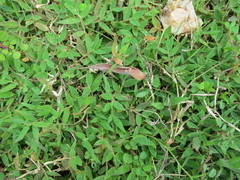 Brachiaria umbellata