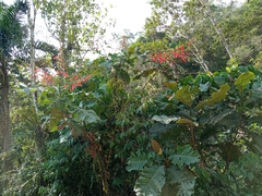 Condamineeae