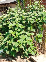 Pleroma heteromallum