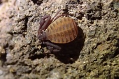 Pseudogarypus