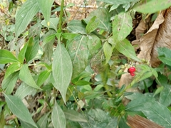 Capsiceae
