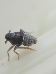 Megamelodes quadrimaculatus