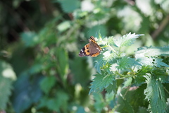 Vanessa indica indica