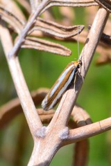 Myrascia interlineatella