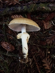 Agaricus smithianus