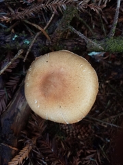 Agaricus smithianus