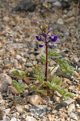 Lupinus flavoculatus
