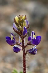 Lupinus flavoculatus