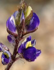 Lupinus flavoculatus