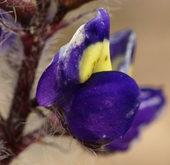 Lupinus flavoculatus