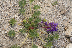 Lupinus flavoculatus