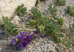 Lupinus flavoculatus
