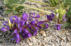 Lupinus flavoculatus