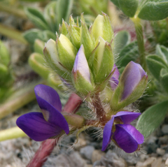 Lupinus flavoculatus