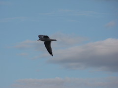 Larus brachyrhynchus