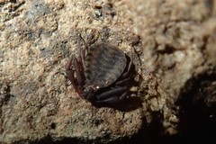 Pseudogarypus