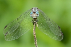 Micrathyria ocellata