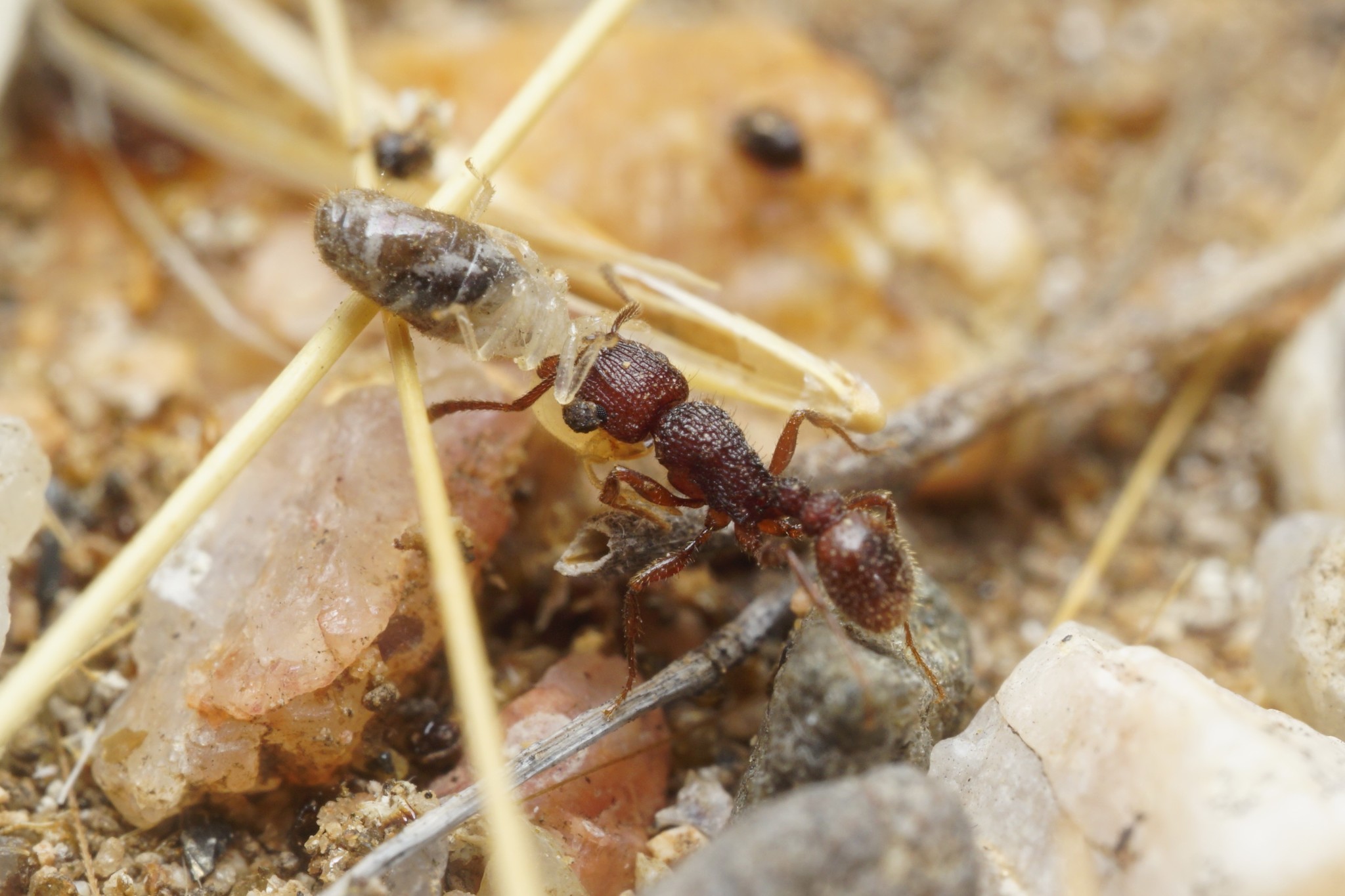 Tetramorium hispidum