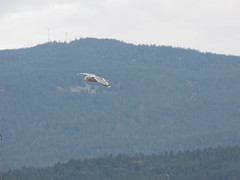 Larus brachyrhynchus