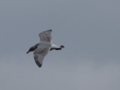 Larus brachyrhynchus