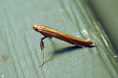 Caloptilia invariabilis