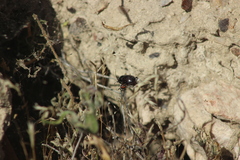 Latrodectus mirabilis