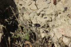 Latrodectus mirabilis