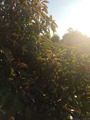 Pittosporum undulatum