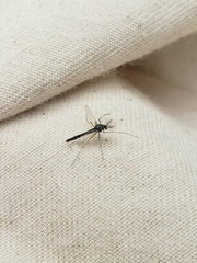 Chironomidae