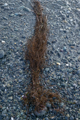 Desmarestia aculeata