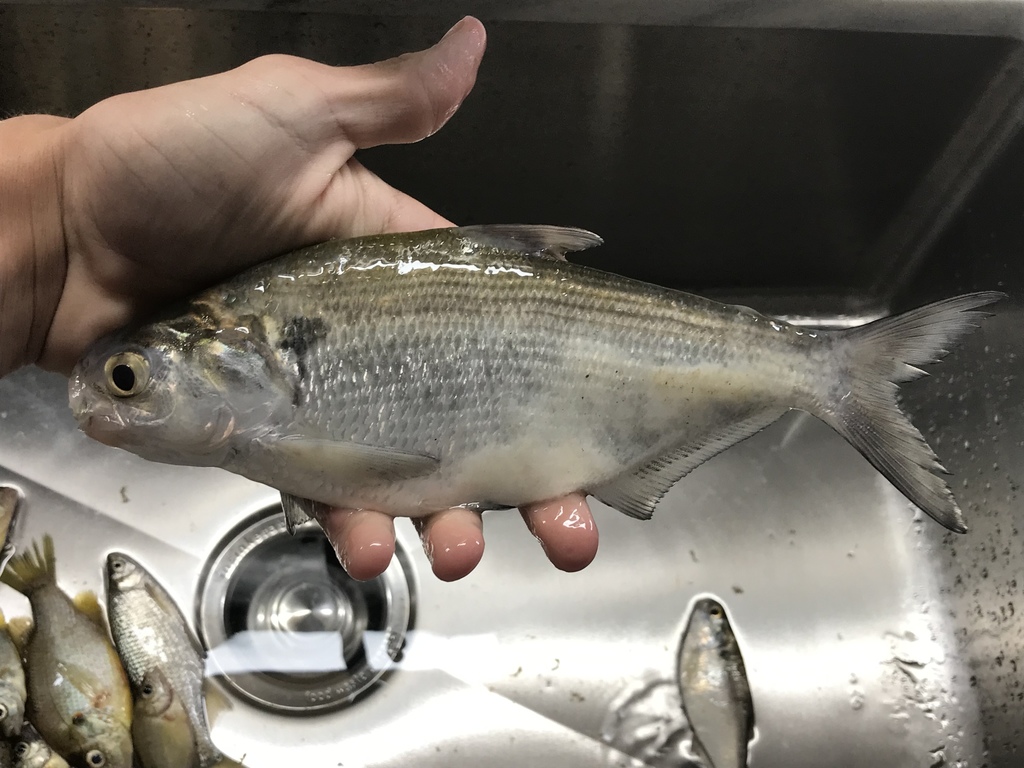 American Gizzard Shad from Lake Murray, Prosperity, SC, US on November ...