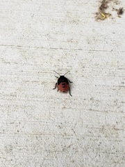 Chlorochroa