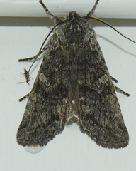 Lithophane antennata