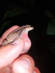 Anolis tropidolepis