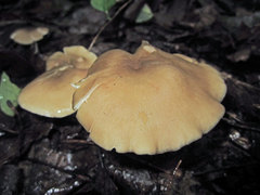Entoloma squamatum