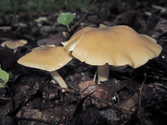 Entoloma squamatum