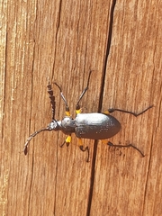 Prostenus
