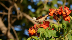 Campylorhynchus chiapensis